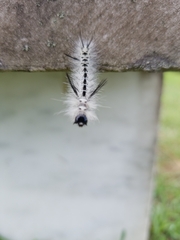 Lophocampa caryae