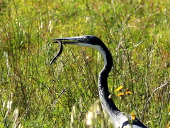 Ardea melanocephala