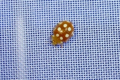 Vibidia duodecimguttata