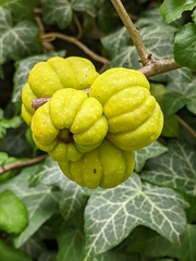 Chaenomeles japonica