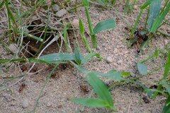 Camponotus chromaiodes