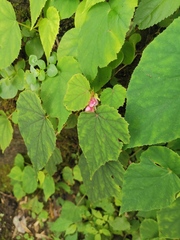 Begonia grandis sinensis