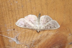 Herpetogramma aquilonalis