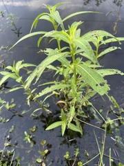 Ludwigia leptocarpa