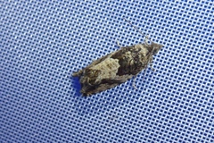 Epinotia