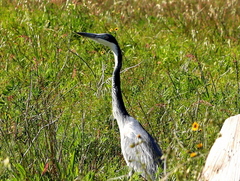 Ardea melanocephala