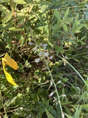 Desmodium illinoense