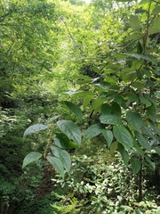 Chimonanthus praecox