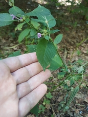 Galeopsis