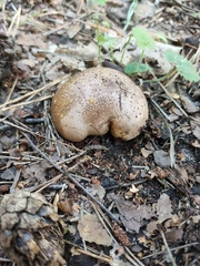 Scleroderma citrinum