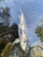 Salvelinus fontinalis