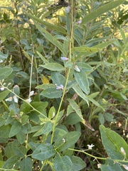 Desmodium illinoense