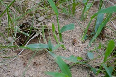 Formica pallidefulva