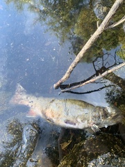 Salvelinus fontinalis