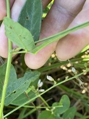Desmodium illinoense