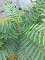 Rhus typhina