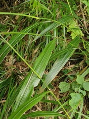 Phaenosperma globosum