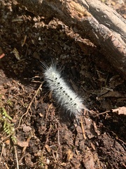 Lophocampa caryae
