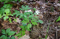 Anemonoides nemorosa