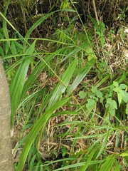 Phaenosperma globosum
