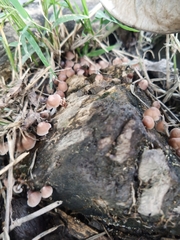 Mycena clarkeana
