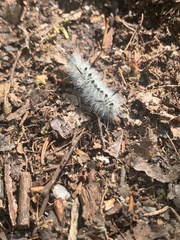 Lophocampa caryae