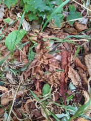 Orobanche hederae
