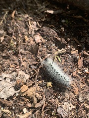 Lophocampa caryae