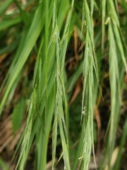 Elymus