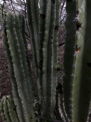 Pachycereus pecten-aboriginum
