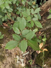 Zanthoxylum nitidum