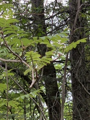 Sorbus americana