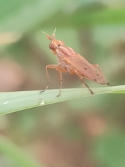 Sciomyzidae