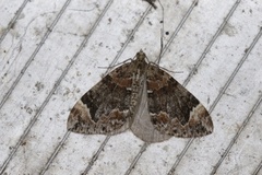 Dysstroma citrata