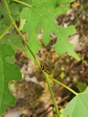 Morus mongolica