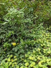 Chaenomeles japonica