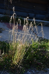 Elymus sibiricus