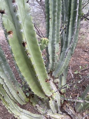 Pachycereus pecten-aboriginum
