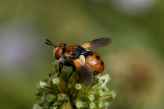 Gymnosoma