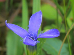 Gentianopsis ciliata