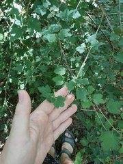 Ribes alpinum
