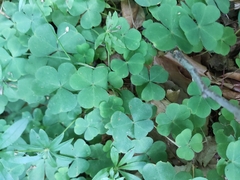 Oxalis acetosella