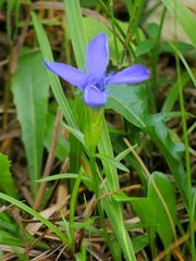 Gentianopsis ciliata