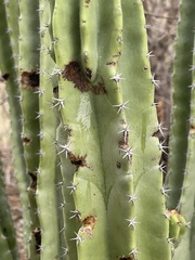 Pachycereus pecten-aboriginum