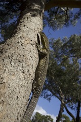 Varanus varius