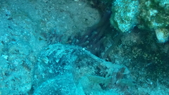 Porifera