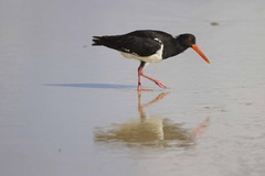 Haematopus longirostris