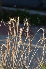 Elymus sibiricus