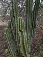Pachycereus pecten-aboriginum