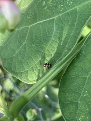 Propylea quatuordecimpunctata